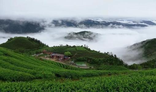 茶葉虛擬直播間背景視頻,茶葉直播間介紹  第2張