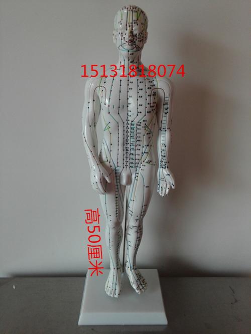 虛擬人體經(jīng)絡模型,人體經(jīng)絡模型哪里有賣  第1張