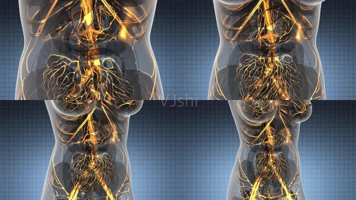 虛擬人體解剖學視頻,人體解剖學視器  第3張
